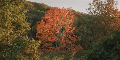 Fall Foliage Why Leaf Peeping Season Is Getting Narrower WSJ