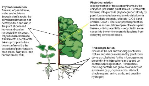 Predominant Processes Occurring During Perchlorate Phytoremediation