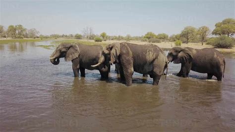 Drohnenansicht Einer Gruppe Von Elefanten Im Wasser In Botswana