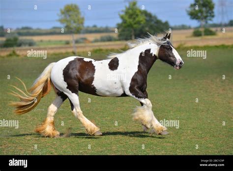 Irish Cob Horse High Resolution Stock Photography And Images Alamy