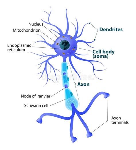 Discover the Intricate Anatomy of a Motor Neuron