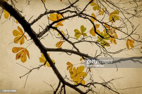 Buckeye Nuts Photos And Premium High Res Pictures Getty Images