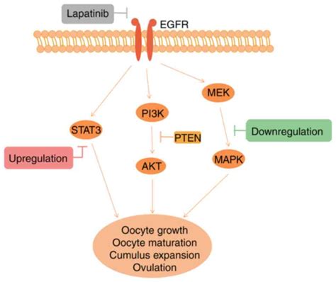 Lapatinibinduced Inhibition Of Ovarian Function Is Counteracted By The