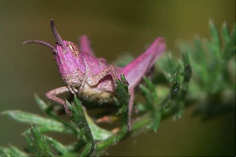 Pink Grasshopper 2 Common Field Grasshopper Chorthippus  Flickr