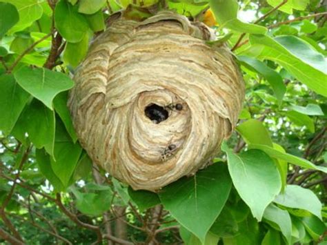 Swedish Man Dies After Having Sex With Hornets Nest