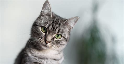 American Shorthair Cat - Is This Your Purrrfect New Pet?