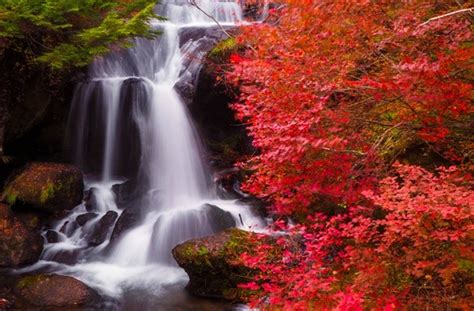 enjoy  autumn  nikko   colorful autumn leaves