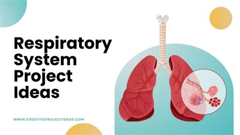 60 Astonishing Respiratory System Project Ideas Exploring Breath And Health