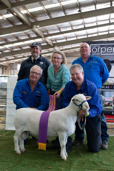 Dorper Sheep Society Australia