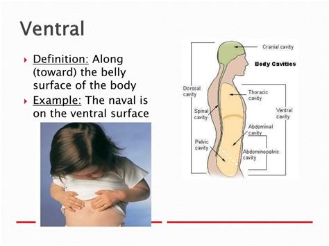 Ppt Anatomical Planes And Directions Powerpoint Presentation Free