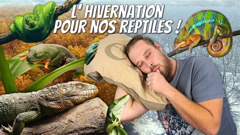 Bien Faire L Hivernation De Nos Amis Les Reptiles Attention Ce N Est