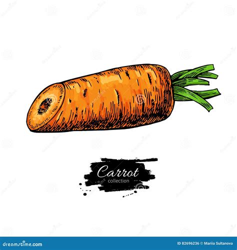 Carrot Hand Drawn Vector Illustration Vegetable Half Cut Object Stock