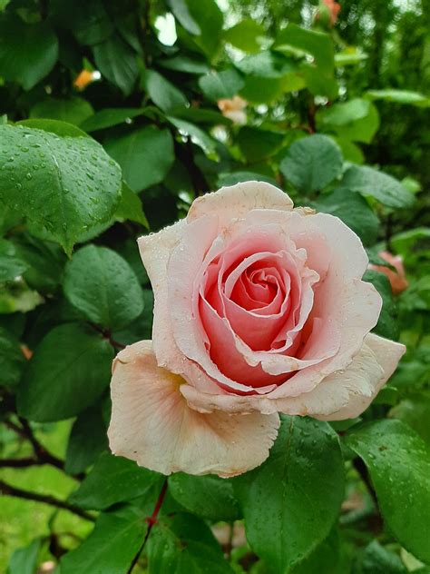 Dal Profondo del Cuore: Roses on a rainy day