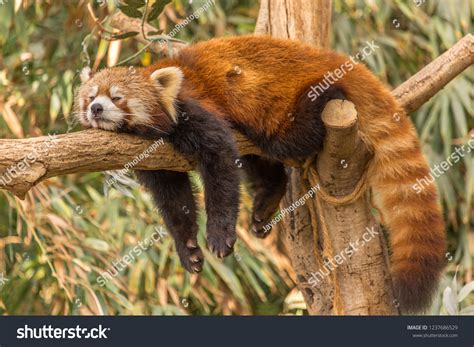 Red Panda Mammal Native Eastern Himalayas Stock Photo 1237686529 ...