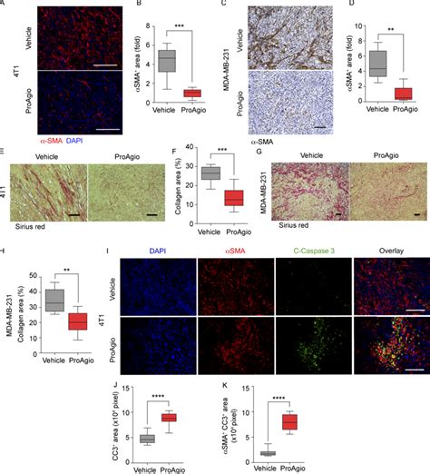 Proagio Decreases Cafs And Collagen In Tnbc Mouse Models By Inducing