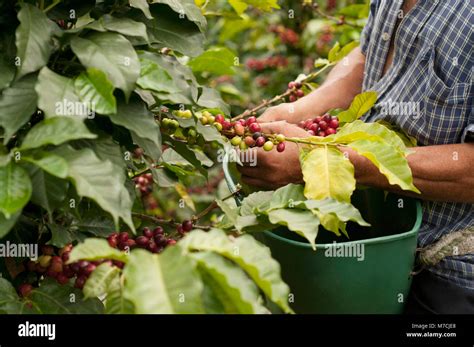 Farmer harvesting coffee beans Stock Photo - Alamy