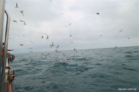 澎湖「春之賞鷗季」南海跳島賞鷗遊程~七美島東吉嶼南方四島追燕鷗、澎湖藍洞秘境、雙心石滬一次看 台南好food遊