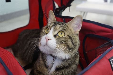 The Best Cat Stroller For Two Cats Cattime