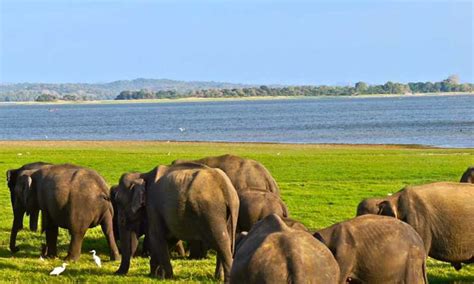 From Hikkaduwa Udawalawe National Park Safari Tour Getyourguide