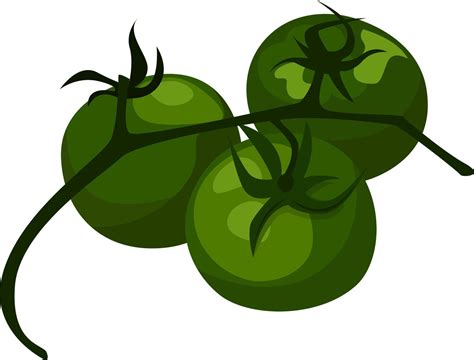 Green Tomatoes Illustration Vector On White Background