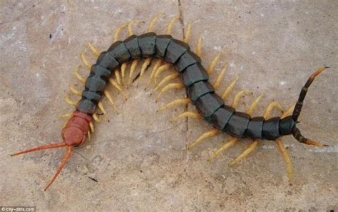 Redheaded Centipede That Can Catch A Bat Discovered In A Park In Texas