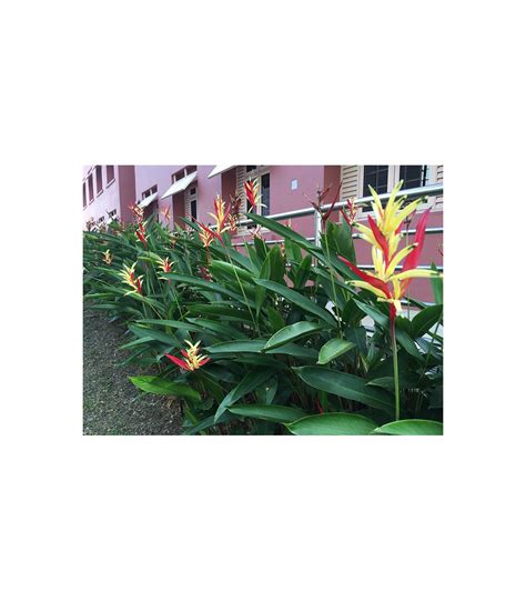 Buy Heliconia Psittacorum Lady Di Guan Lee Heng Landscaping Pte Ltd