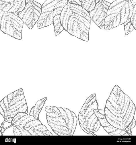 Leaves Clip Art Black And White Border