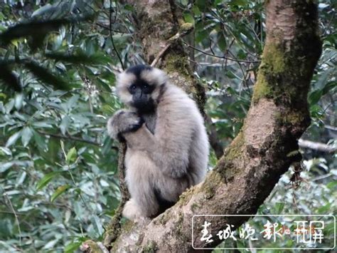 约1400只西黑冠长臂猿居住在云南，占全球90以上 知乎