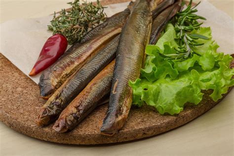 lamprey  board  stock photo  vecteezy