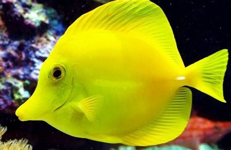 5 Interesting Facts About Yellow Tangs Haydens Animal Facts