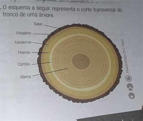 O Esquema A Seguir Representa O Corte Transversal Do Tronco De Uma