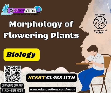 Ncert Class 11 Biology Mcq Morphology Of Flowering Plants Mcqs Multiple Choice Questions