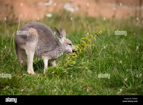 red kangaroo baby Stock Photo - Alamy