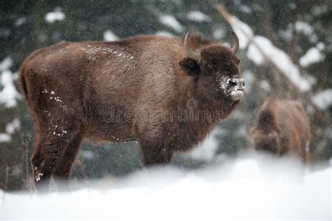 European Bison Zubr Stock Image Image Of National 111353327