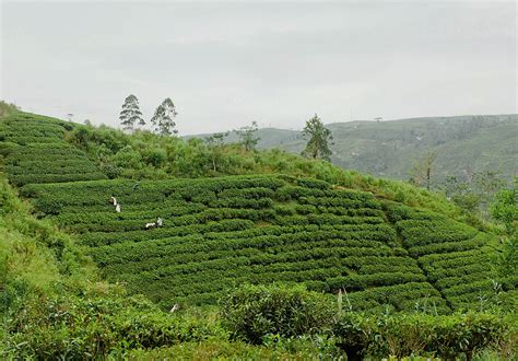 Mountains Of Nuwara Eliya Del Colaborador De Stocksy Milles Studio