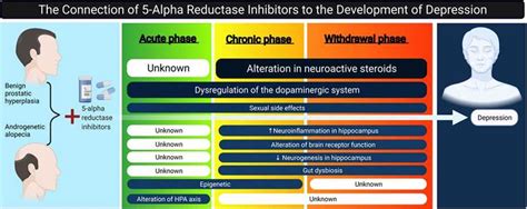 What are 5 Alpha Reductase Inhibitors? - BOC Sciences