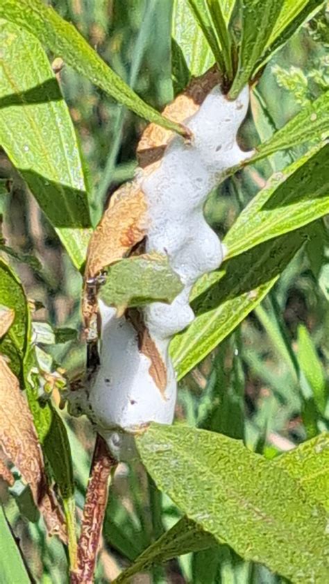 Meadow Spittlebug Common Name Meadow Spittlebug Flickr