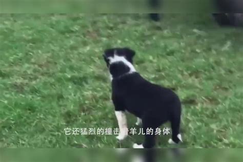 牧羊犬遇到不听话的羊，管理方式极为凶悍，不愧是边牧 管理 边牧 方式