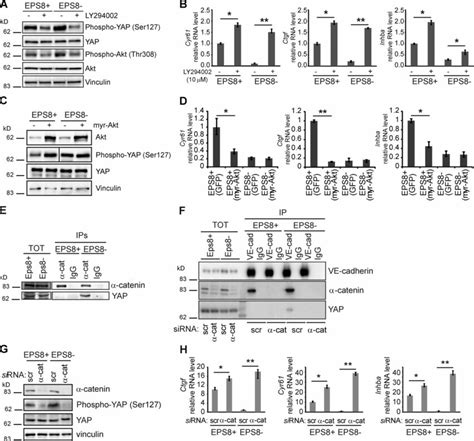 YAP Phosphorylation And Transcriptional Activity Are Regulated Through