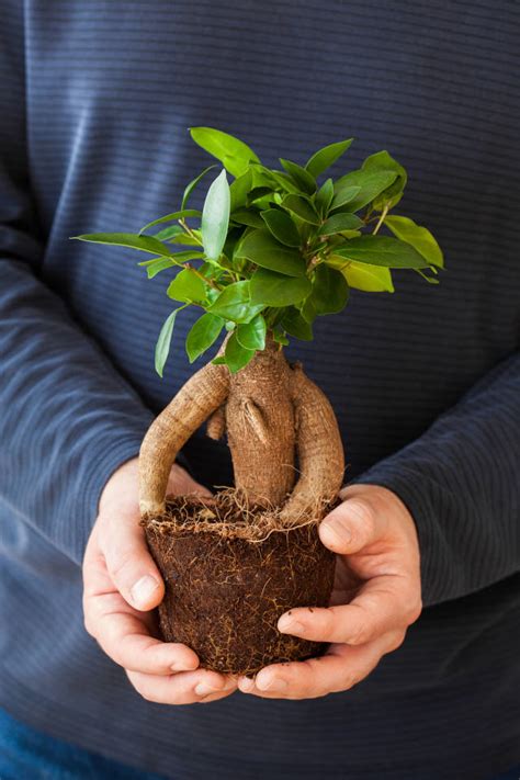 Aprende los Cuidados del Ficus Ginseng Mundo Jardín