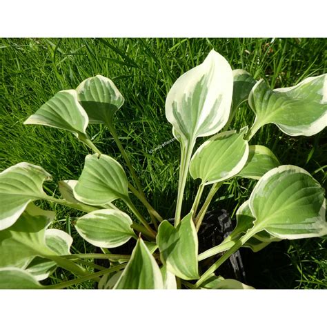 Hosta Pilgrim Funkie