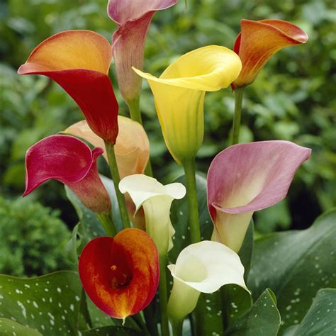 Interesting Legends Behind The Meaning Of The Calla Lily