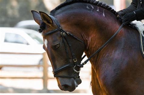 11 Best Dressage Horse Breeds for All Levels (with Pictures) | Pet Keen