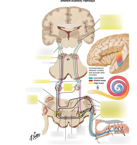 CD 351 1 2 I Afferent Auditory Pathways Diagram Quizlet