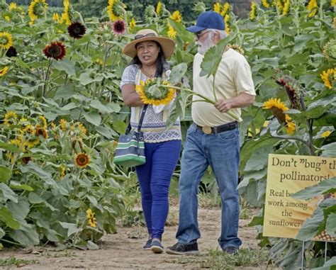 Visitors Enjoy Sunflower Days At Verdant View Farm Local News