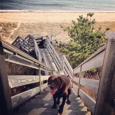 The Top Seven Dog-Walking Trails of Nantucket MA