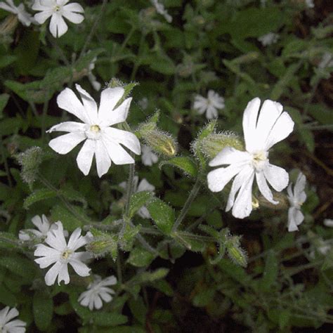 Silene Noctiflora Night Flowering Catchfly Wild Flower Seeds Ebay