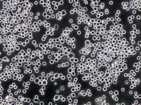 Rko As45 1 Cells 结肠癌转基因需消化细胞系价格 厂家：上海冠导生物工程有限公司