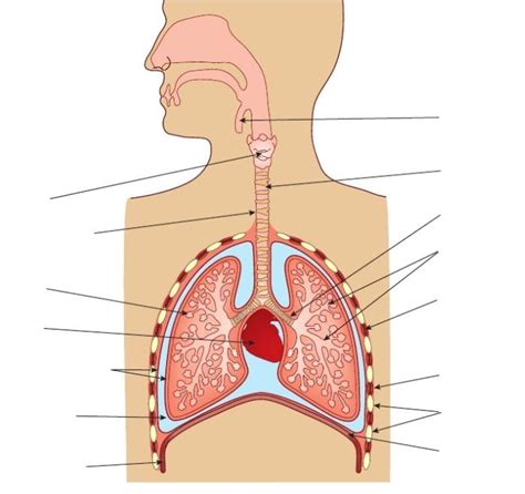 IGCSE Biology Diagrams Lungs Diagram Quizlet