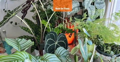 Music For Plants To Stimulate Growth And Boost Health Of Your Houseplants